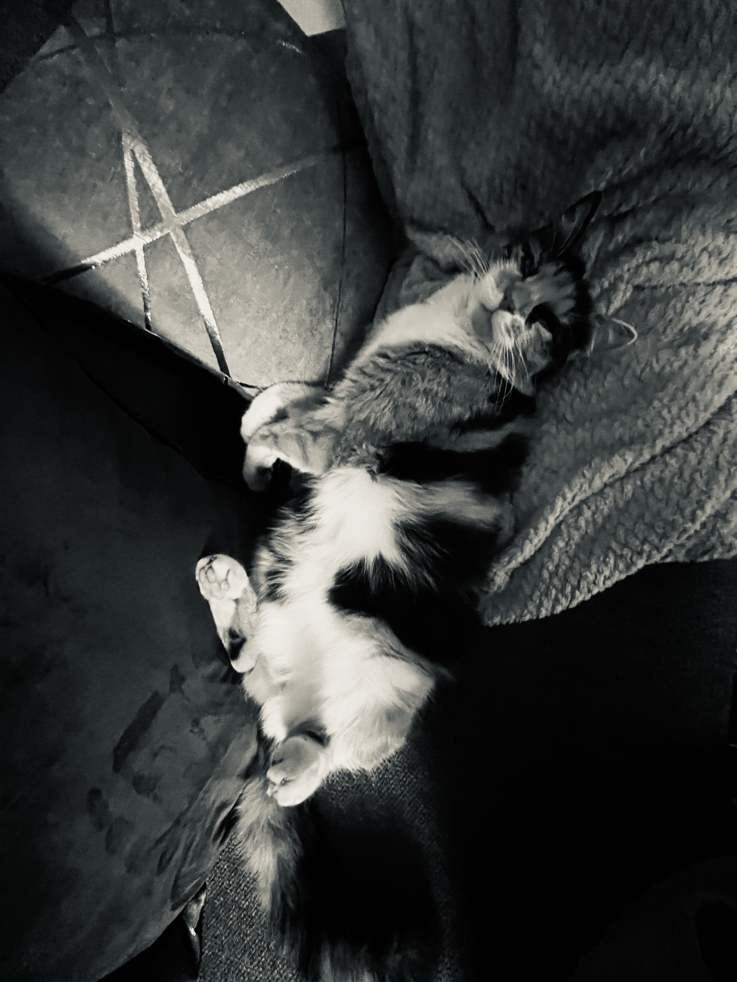 Ginny